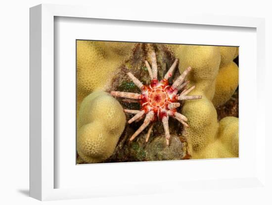 Ten-lined urchin nestled on a reef, Hawaii-David Fleetham-Framed Photographic Print