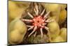 Ten-lined urchin nestled on a reef, Hawaii-David Fleetham-Mounted Photographic Print