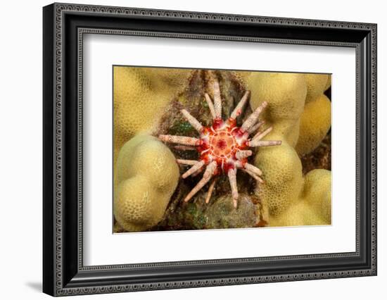 Ten-lined urchin nestled on a reef, Hawaii-David Fleetham-Framed Photographic Print