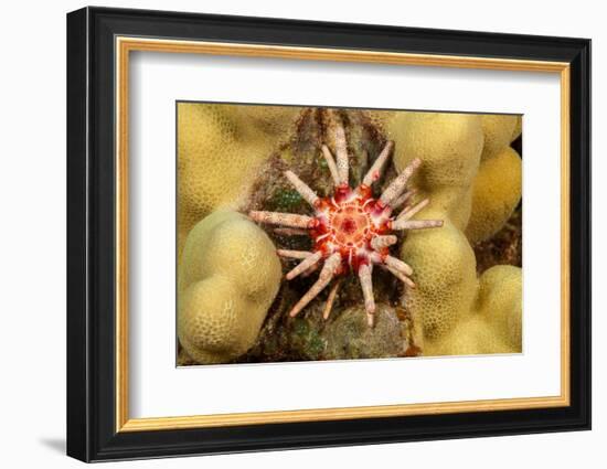 Ten-lined urchin nestled on a reef, Hawaii-David Fleetham-Framed Photographic Print