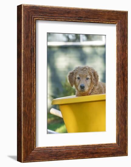 Ten week old Red Golden Retriever puppy, sitting in a wheelbarrow. (PR)-Janet Horton-Framed Photographic Print