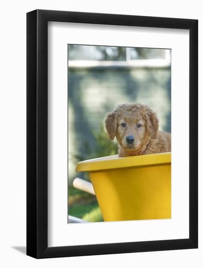 Ten week old Red Golden Retriever puppy, sitting in a wheelbarrow. (PR)-Janet Horton-Framed Photographic Print
