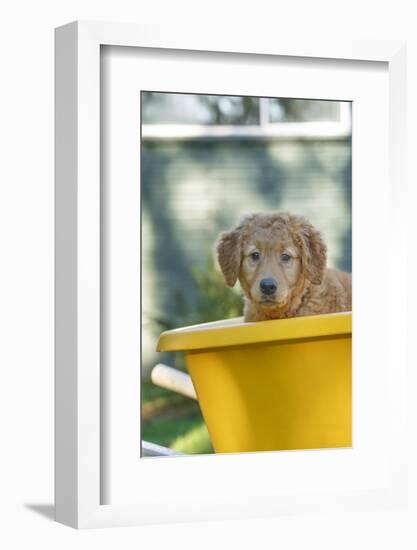 Ten week old Red Golden Retriever puppy, sitting in a wheelbarrow. (PR)-Janet Horton-Framed Photographic Print