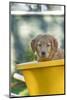 Ten week old Red Golden Retriever puppy, sitting in a wheelbarrow. (PR)-Janet Horton-Mounted Photographic Print