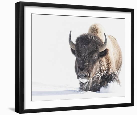 Tenacity-Wink Gaines-Framed Giclee Print