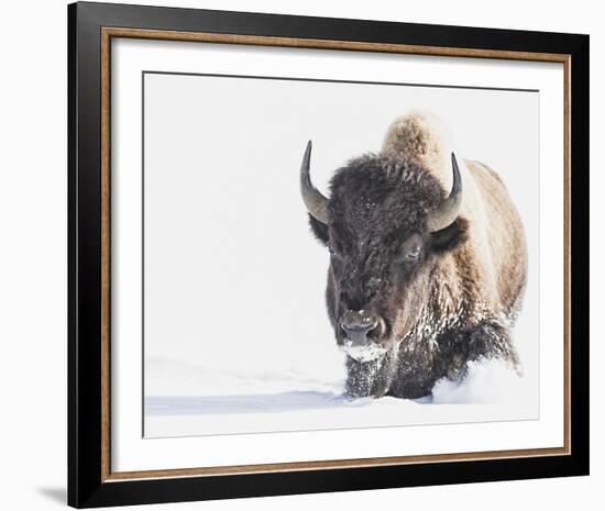 Tenacity-Wink Gaines-Framed Giclee Print