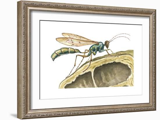 Tenant Wasp, Insects-Encyclopaedia Britannica-Framed Art Print