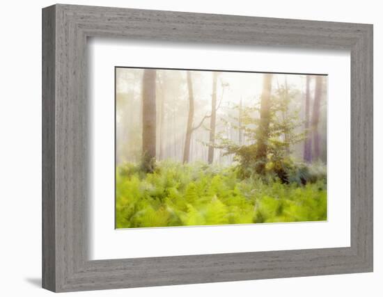 Tender Ferns-Viviane Fedieu Daniel-Framed Photographic Print