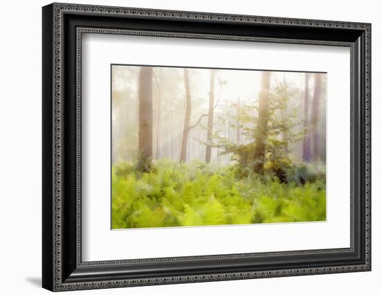 Tender Ferns-Viviane Fedieu Daniel-Framed Photographic Print