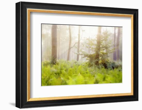 Tender Ferns-Viviane Fedieu Daniel-Framed Photographic Print