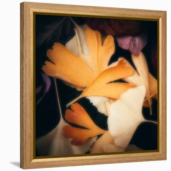 Tender Gingko-Philippe Sainte-Laudy-Framed Premier Image Canvas