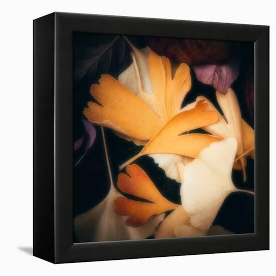 Tender Gingko-Philippe Sainte-Laudy-Framed Premier Image Canvas