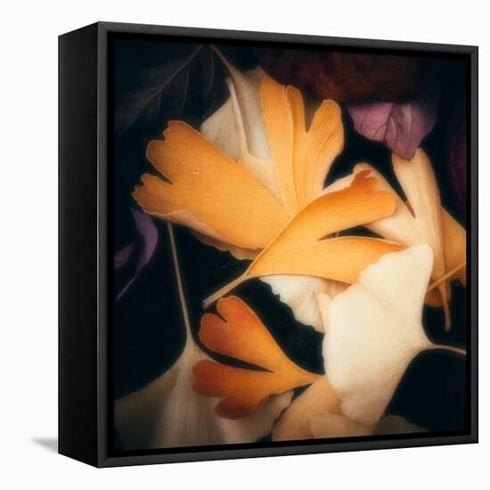 Tender Gingko-Philippe Sainte-Laudy-Framed Premier Image Canvas