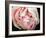 Tender Heart-Helen White-Framed Photographic Print