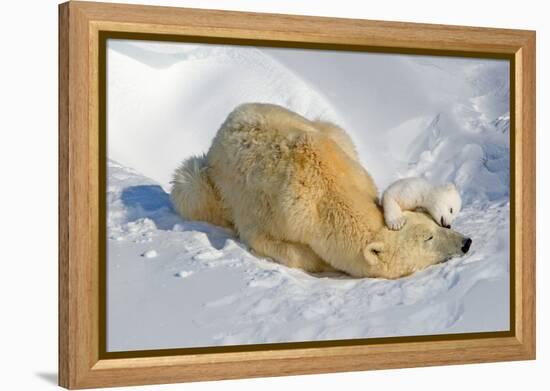 Tender Moment with Mother and Cub-Howard Ruby-Framed Premier Image Canvas