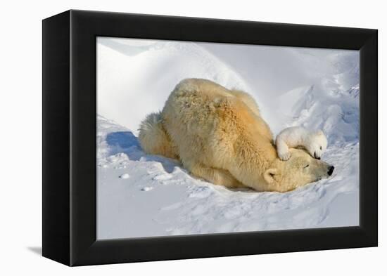 Tender Moment with Mother and Cub-Howard Ruby-Framed Premier Image Canvas