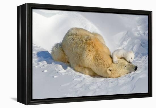 Tender Moment with Mother and Cub-Howard Ruby-Framed Premier Image Canvas