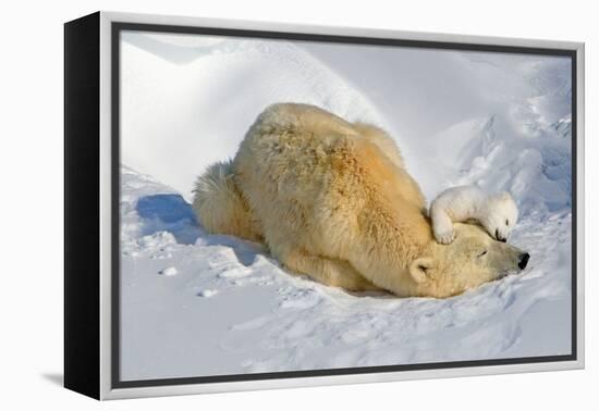 Tender Moment with Mother and Cub-Howard Ruby-Framed Premier Image Canvas