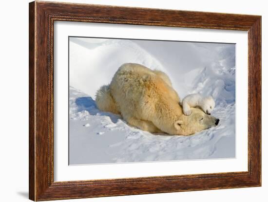 Tender Moment with Mother and Cub-Howard Ruby-Framed Photographic Print