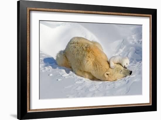 Tender Moment with Mother and Cub-Howard Ruby-Framed Photographic Print