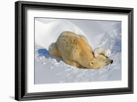 Tender Moment with Mother and Cub-Howard Ruby-Framed Photographic Print