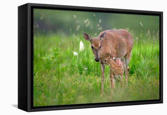 Tender Moment-Nick Kalathas-Framed Premier Image Canvas