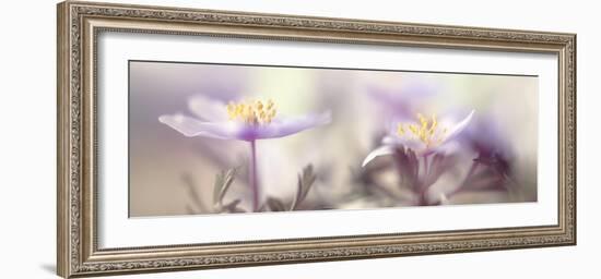 Tender spring-Heidi Westum-Framed Photographic Print