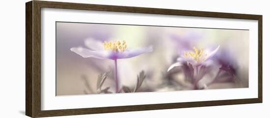 Tender spring-Heidi Westum-Framed Photographic Print