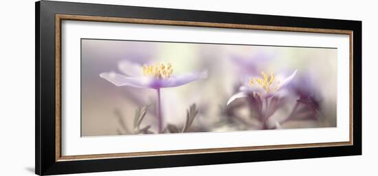 Tender spring-Heidi Westum-Framed Photographic Print