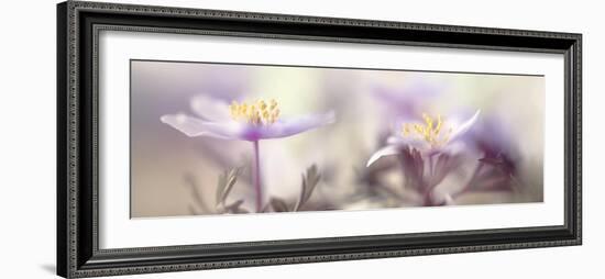 Tender spring-Heidi Westum-Framed Photographic Print