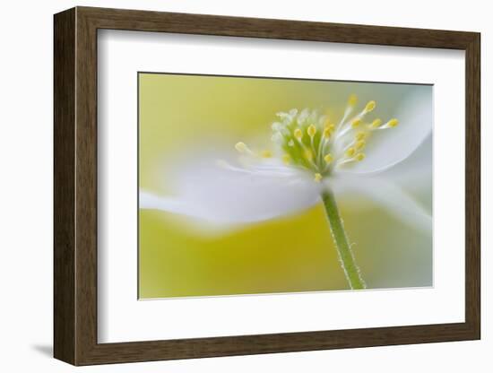 Tender-Heidi Westum-Framed Photographic Print