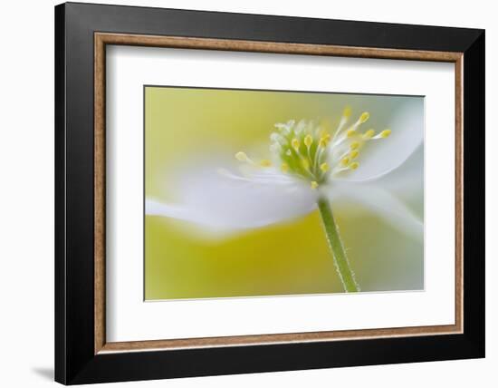 Tender-Heidi Westum-Framed Photographic Print