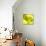 Tenderly Green-Philippe Sainte-Laudy-Photographic Print displayed on a wall