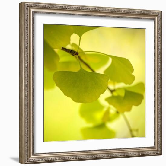 Tenderly Green-Philippe Sainte-Laudy-Framed Photographic Print