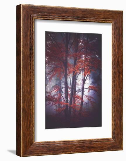 Tenderly-Philippe Sainte-Laudy-Framed Photographic Print