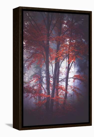 Tenderly-Philippe Sainte-Laudy-Framed Premier Image Canvas