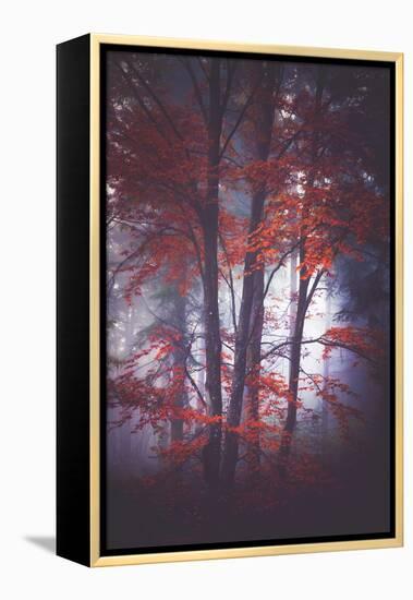 Tenderly-Philippe Sainte-Laudy-Framed Premier Image Canvas