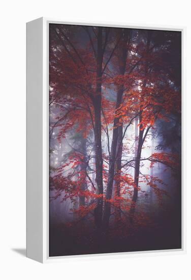 Tenderly-Philippe Sainte-Laudy-Framed Premier Image Canvas