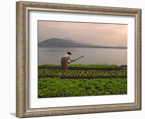 Tending the Crops on the Banks of the Mekong River, Pakse, Southern Laos, Indochina-Andrew Mcconnell-Framed Photographic Print