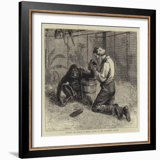 Tending the Invalid, a Recent Sketch at the Zoological Gardens-Samuel Edmund Waller-Framed Giclee Print