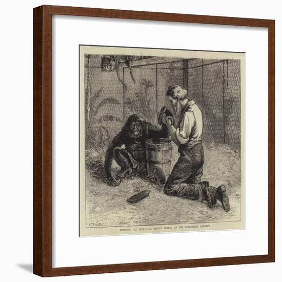 Tending the Invalid, a Recent Sketch at the Zoological Gardens-Samuel Edmund Waller-Framed Giclee Print