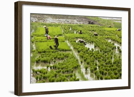 Tending the Rice Paddies, Shan State, Myanmar (Burma), Asia-Colin Brynn-Framed Photographic Print