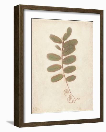 Tendril-Amy Melious-Framed Art Print