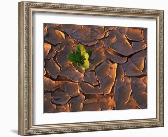 Tenere Desert, New Growth in the Tenere Desert, Niger-Paul Harris-Framed Photographic Print