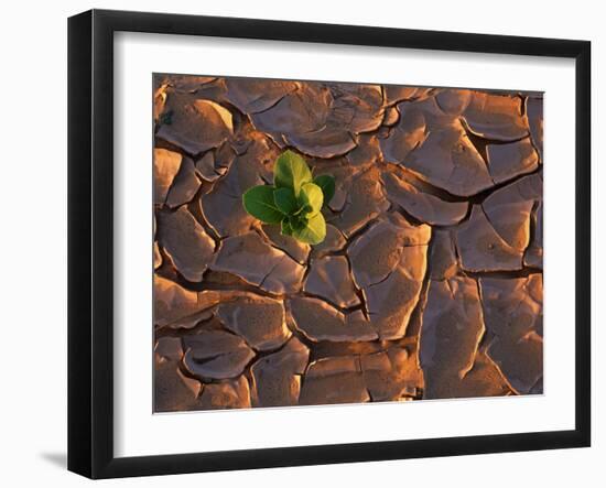 Tenere Desert, New Growth in the Tenere Desert, Niger-Paul Harris-Framed Photographic Print