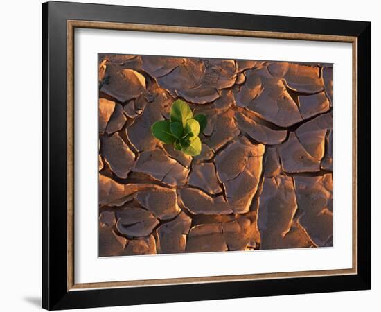 Tenere Desert, New Growth in the Tenere Desert, Niger-Paul Harris-Framed Photographic Print