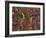 Tenere Desert, New Growth in the Tenere Desert, Niger-Paul Harris-Framed Photographic Print