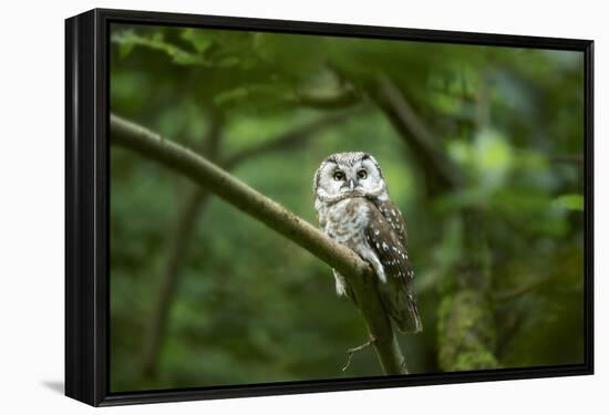 Tengmalm's owl, Aegolius funereus, branch, frontal, sit-David & Micha Sheldon-Framed Premier Image Canvas