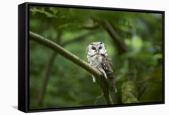 Tengmalm's owl, Aegolius funereus, branch, frontal, sit-David & Micha Sheldon-Framed Stretched Canvas