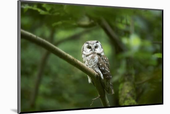 Tengmalm's owl, Aegolius funereus, branch, frontal, sit-David & Micha Sheldon-Mounted Photographic Print